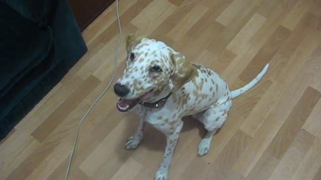 Дара далматин песня / Dara Dalmatian Song