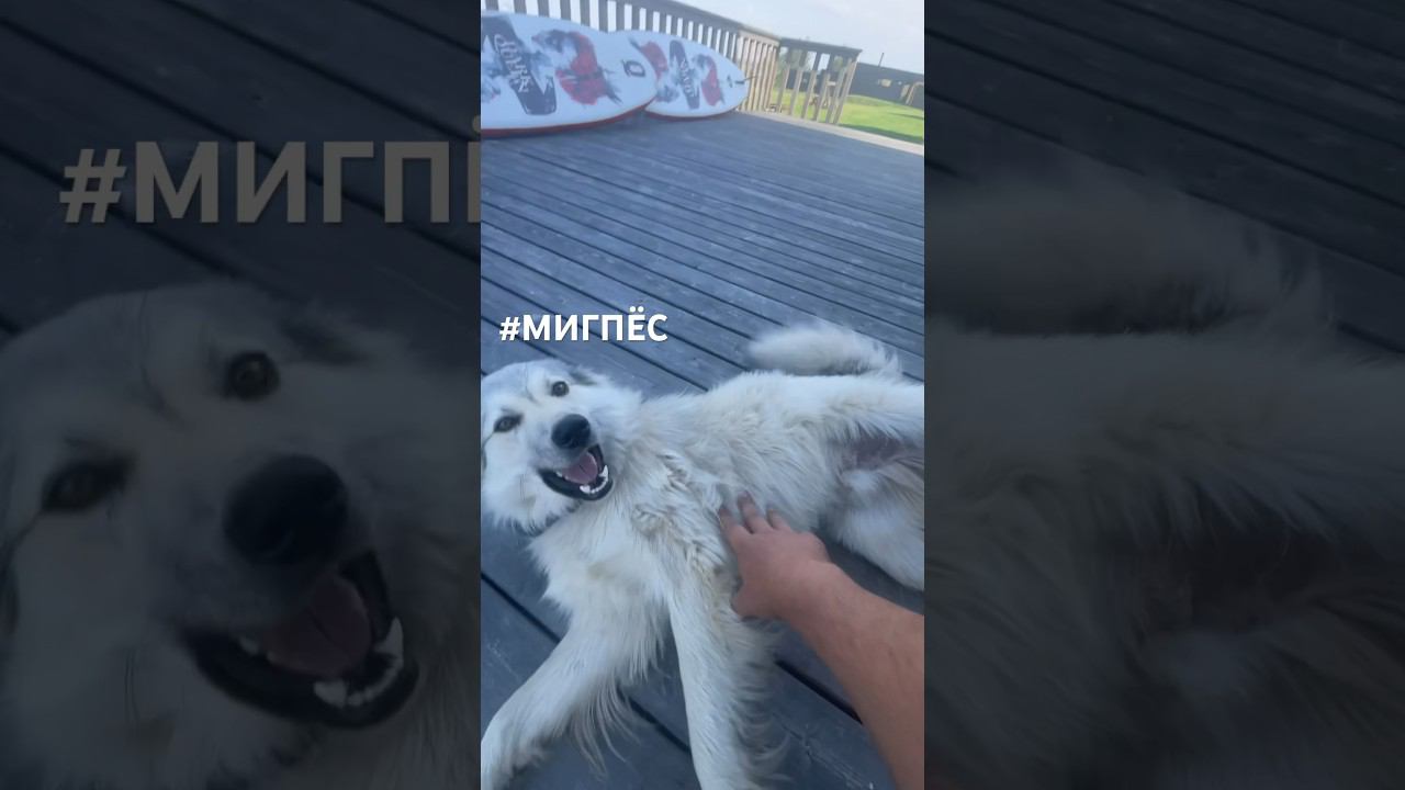Миг так любит по утрам … #мигпёс #новоеархангельское