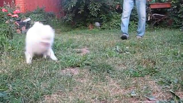 Шпиц 5, 5 мес. ВАРЕНИК Из Большого Дома