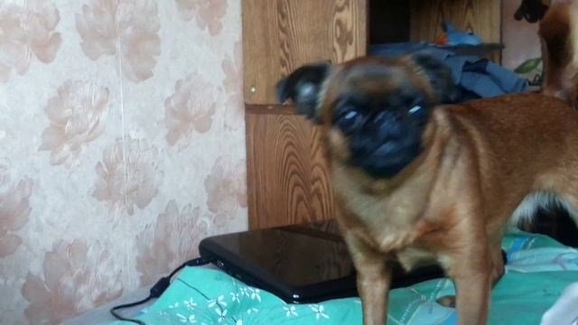 Пти брабансон Frida Vs. Piggy