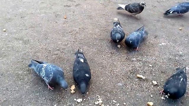 Дикие голуби СПБ