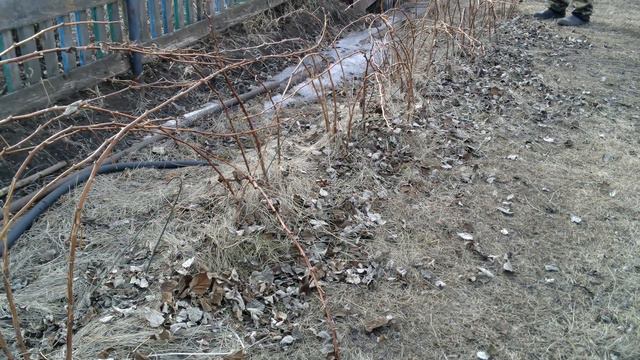 Малина  Начало весенних работ