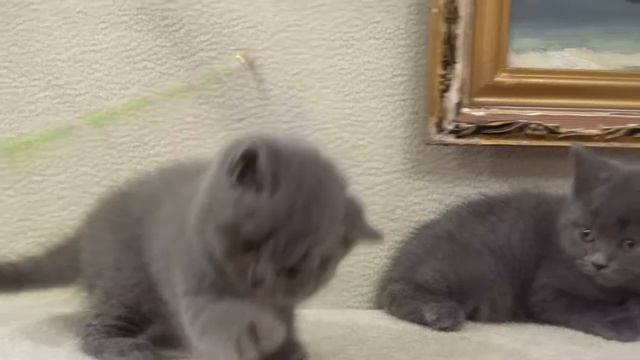 Британские короткошерстные котята для продажи British shorthair kittens for sale
