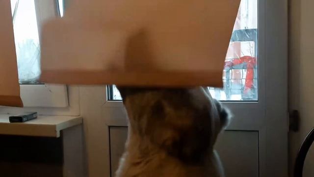 Алабай. Грустит и смотрит на улицу.