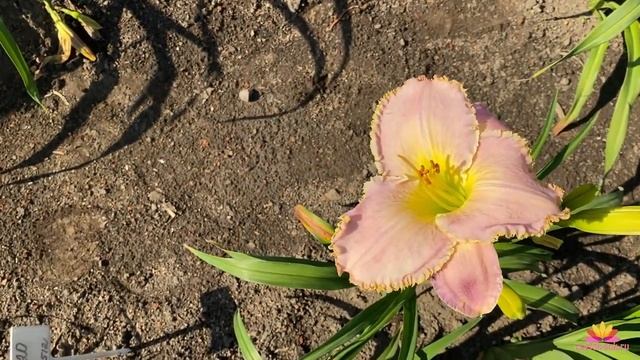 Лилейники Ворошиловой А.Б. Часть 10  Сад Ворошиловой