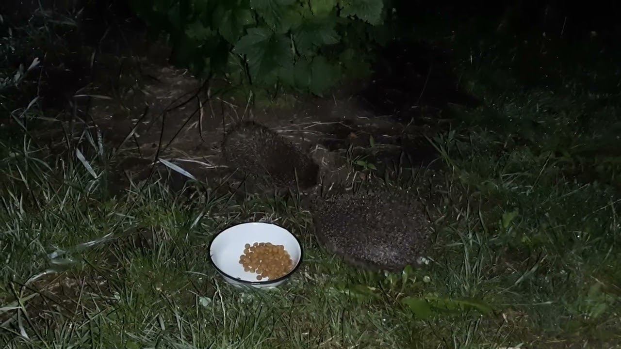 Ежи едят сухой кошачий корм 2022