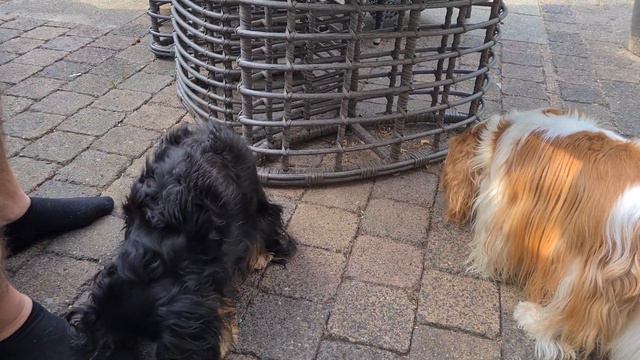 A8d930de257ab6132cdba38a3d2964b4