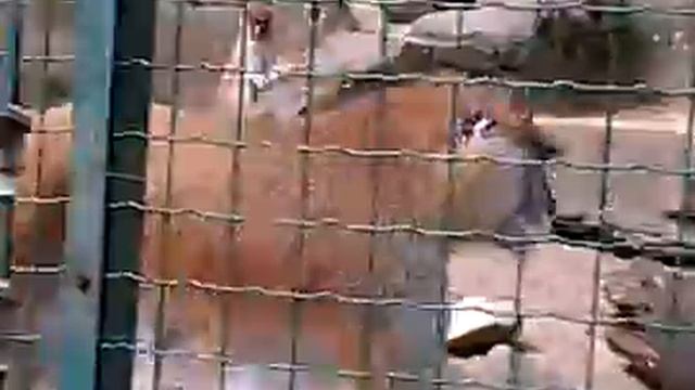 Обезьяны В Рижском Зоопарке 2012