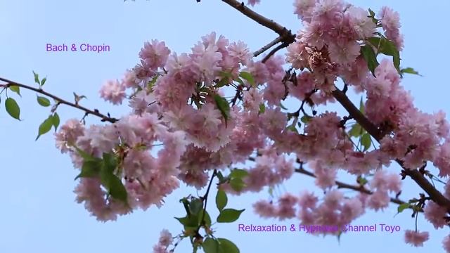 ♫♫♫  Relaxation Bach Chopin Music Ambiance Zen ♫♫♫