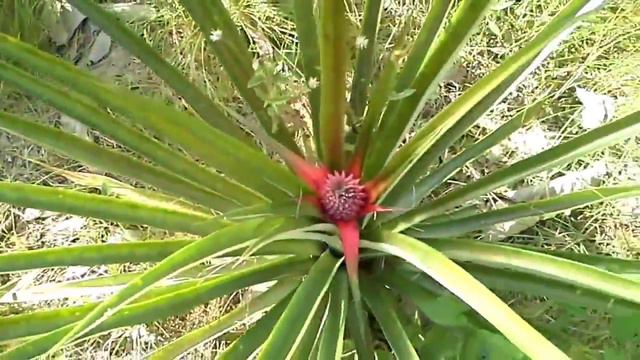 Как растет ананас