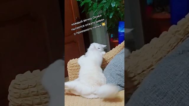 Полежит сильнейший