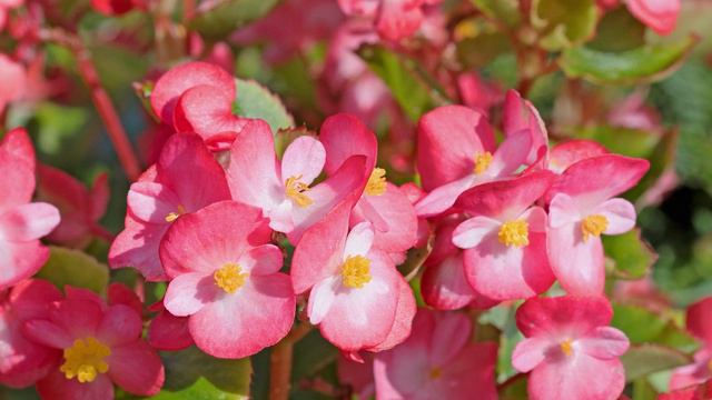 15 Essbare Blumen, Mit Den Sie Ihre Speisen PERFEKT Verzieren Können