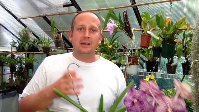 Vanda Orchid Care Tips /  My Vanda X In Full Bloom /  Everyone Loves A Purple Orchid!