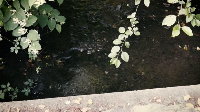 Petunia's Journey, A Kirkland Stormwater System Tale.