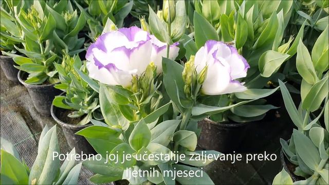 Lisianthus-Eustoma-Teksaški Zvonček