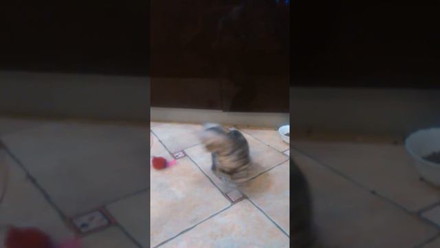 Кошки 2.5 мес розетка на серебре