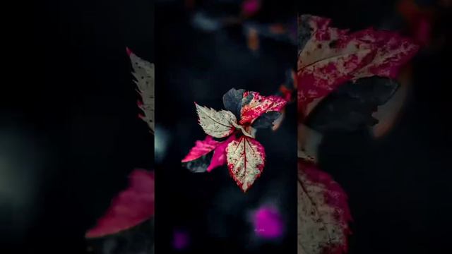 Nice Flowers Photo//insta Reel//#Pkbimage #editing #cbediting