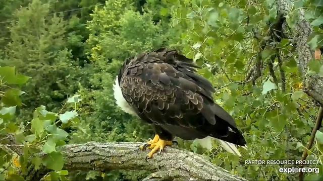 Decorah Eagles 8-28-20, 7:00 Am Mom On M2, DM2 On The Y, Preening