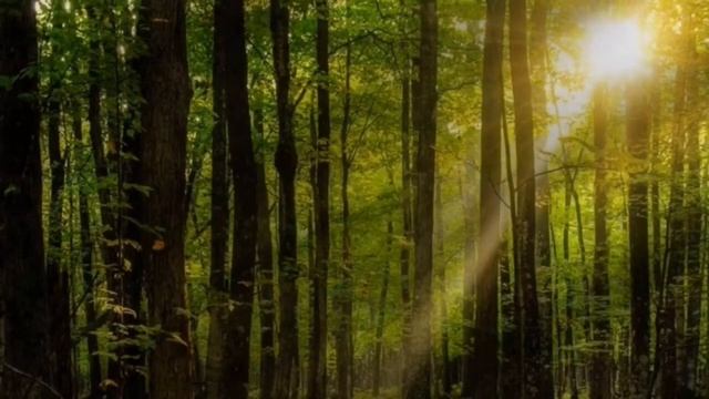 Звуки природы, пение птиц звуки души леса