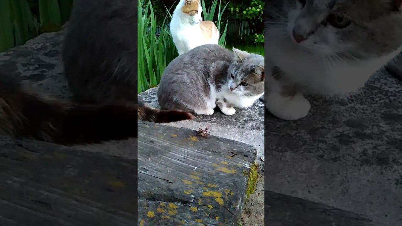 Дачные кисы и майский жук  #straycats #кошка #cat #gato #katze #chat #kedi #猫 #고양이 #貓
