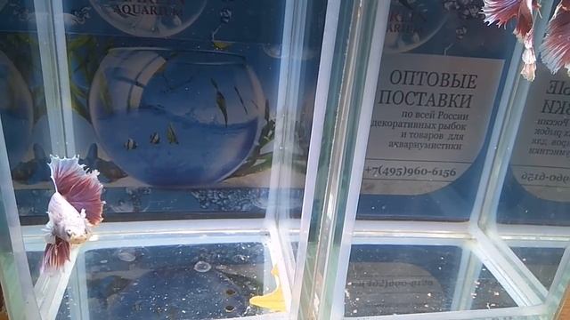 Петушки халф мун самцы розовая бабочка класс А