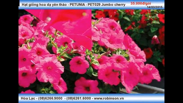 Hạt Giống Hoa Dạ Yên Thảo - PETUNIA - PET029 Jumbo Cherry