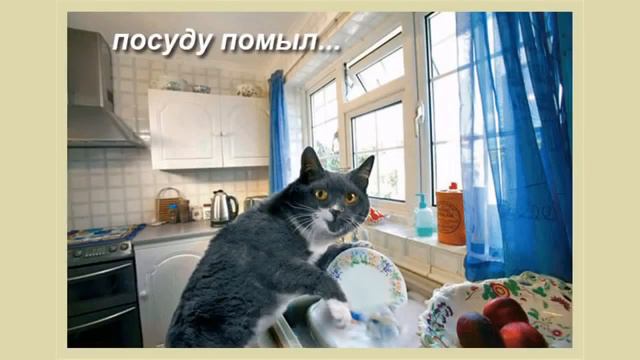 с 8 марта от милых кошек#смешные животные#CATDOG#