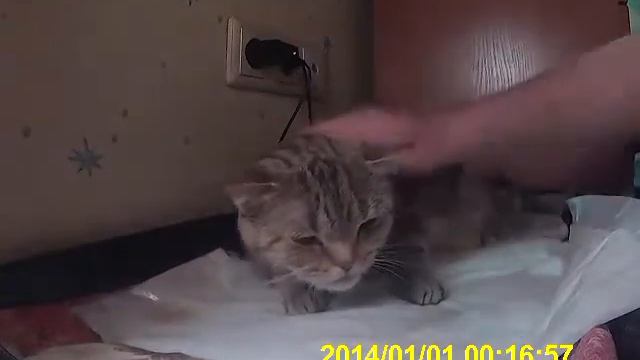 КОШКА РОЖАЕТ.