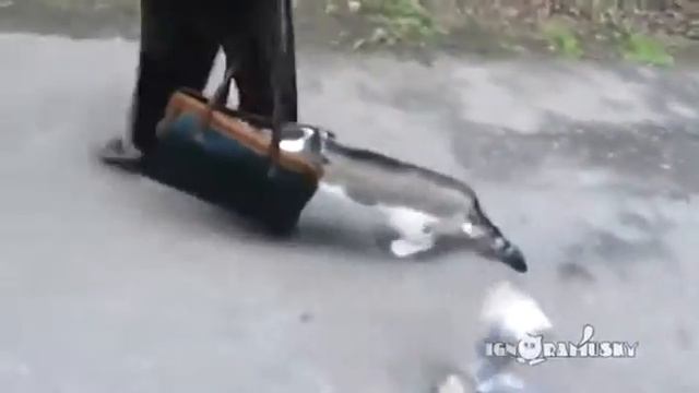 Кот впервые вышел на улицу