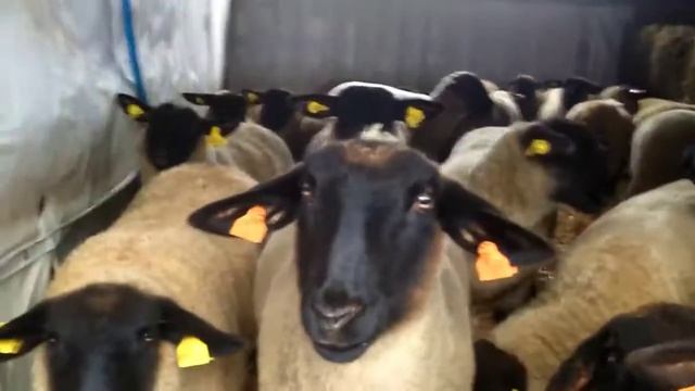 Mimimiko Суффолк Suffolk