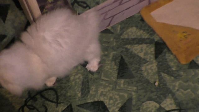 Кошка Туся поставляет животик