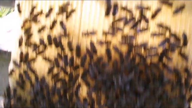 в какие корпуса лучше формировать отводки пчел  - часть 3 - обработка от клеща