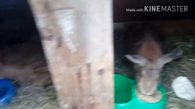 Маточник для кроликов зимоц