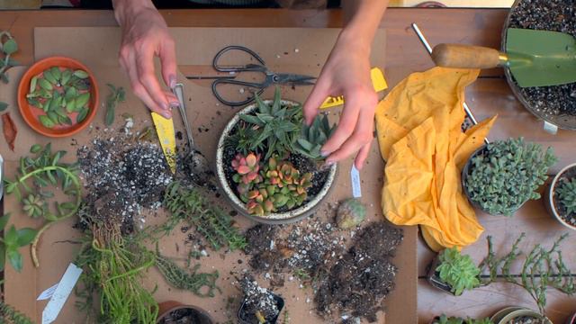 Meditative Succulent Houseplant Repotting — Ep 189
