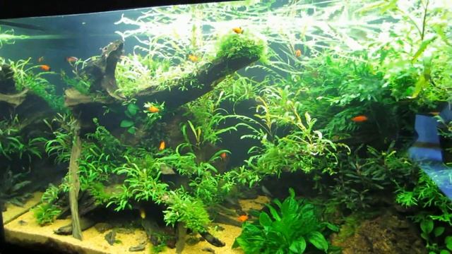 Аквариум 300 литров. Тетра Пальмери, 