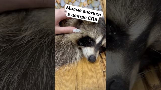 ?? #енот #raccoon #spb #питер
