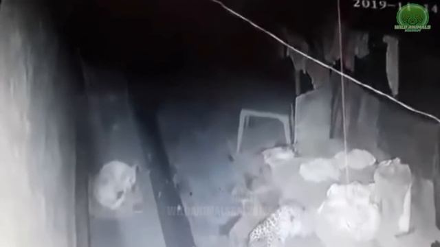 PERROS Vs LEOPARDOS En COMBATE 5 Mastines Tibetanos 1 Leopardo (Leopard & Dogs Gatos Contra Perros)