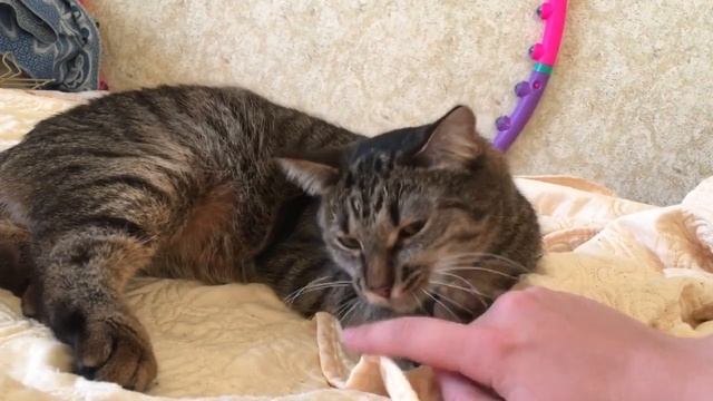 448926df2be74e3a3e5e2908a127518b