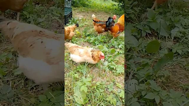 куры на дачном участке