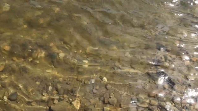 Спаниэль купается в реке, собака ныряет