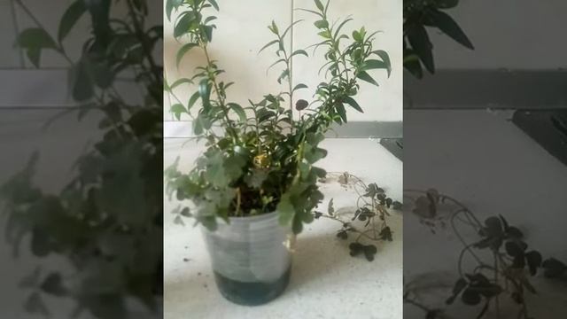 Черенкуем мирт, размножение миртового дерева