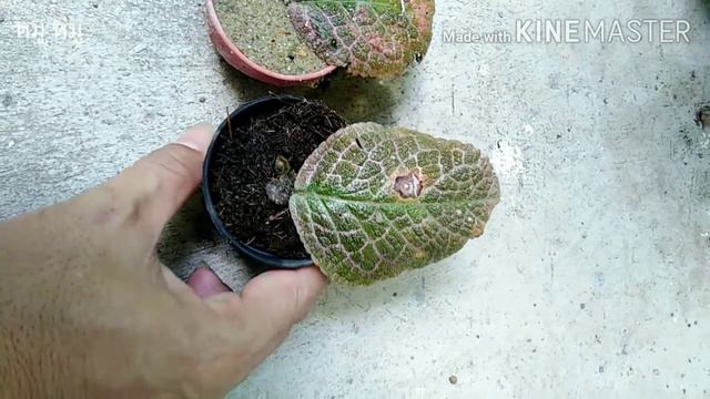 พรมกำมะหยี่ หรือ พรมญี่ปุ่น  รู้ยังว่าชำใบก็ได้นะ