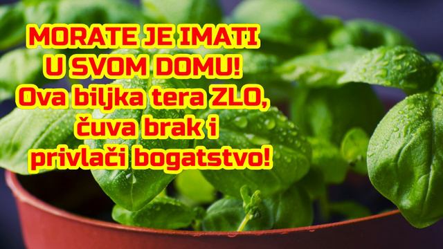 MORATE JE IMATI U SVOM DOMU! Ova Biljka Tera ZLO, čuva Brak I Privlači Bogatstvo!