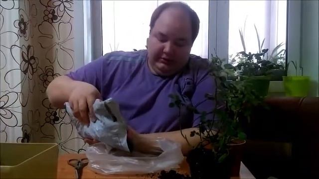 Комнатная роза уход после приобретения