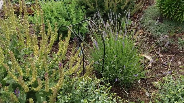 How To Transplant Rooted Tomato Suckers