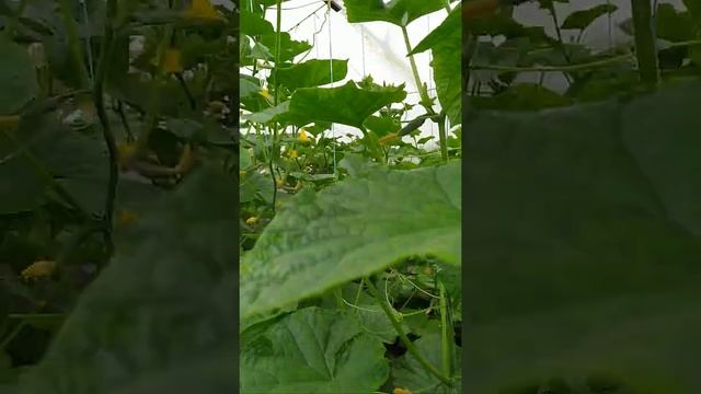 в теплице 3 сорта огурца.