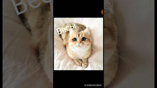 Какой ты знак зодиака по котикам?😻