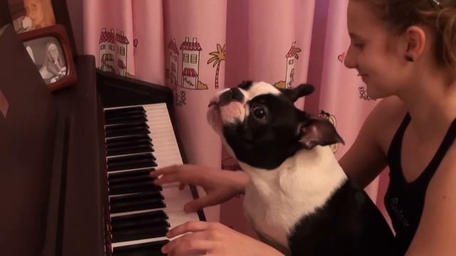 Бостон-Терьер Юджин 2