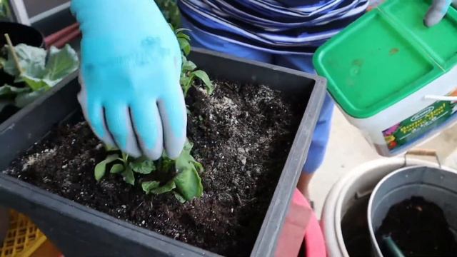 How To Grow Organic Potato In Container - 2nd Update