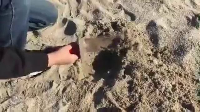 Bounty Hunter Junior TID  First Find, Live Dig